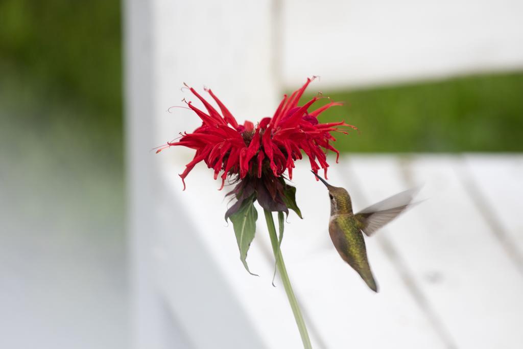 Hummingbird Bed And Breakfast Clearwater Exterior photo