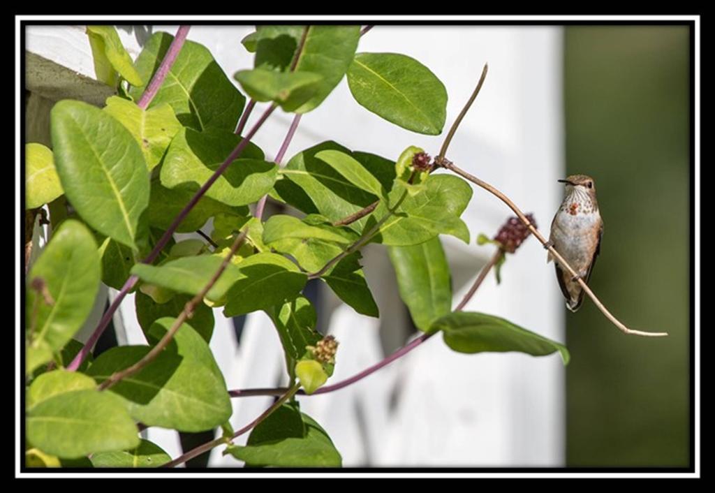 Hummingbird Bed And Breakfast Clearwater Exterior photo