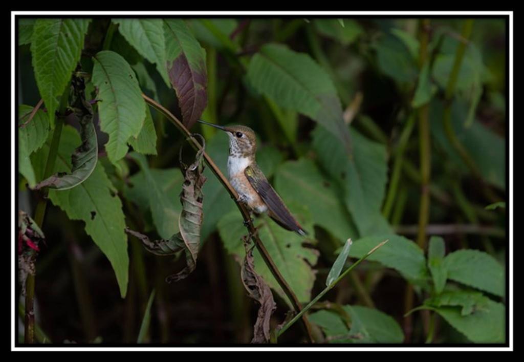 Hummingbird Bed And Breakfast Clearwater Exterior photo