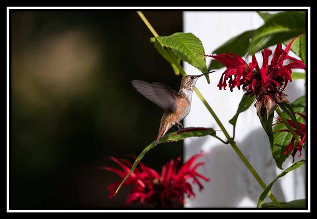 Hummingbird Bed And Breakfast Clearwater Exterior photo
